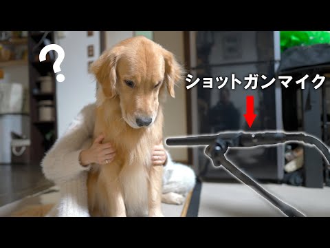 ASMRを録りたい飼い主とマイクがウザい愛犬