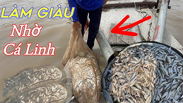 Bắt Cá Kiểu Mới Ở Miền Tây Mà Chưa Làm Bao Giờ.  Cá Quá Khủng