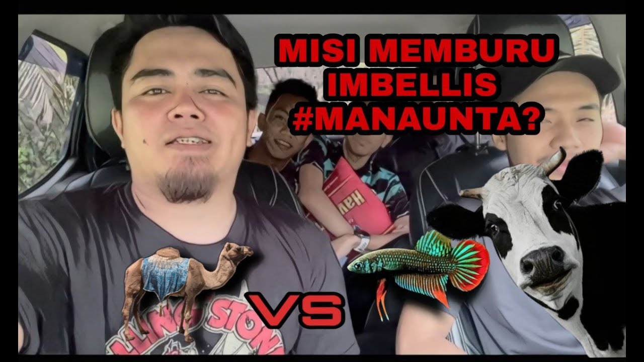 MISI MENCARI IMBELIS DAN UNTA #BETTA