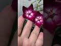 Hoya Macgillivrayi (Хойя Макгилливрей) . 2 мая 2026 г. #цветыдлядома #plants