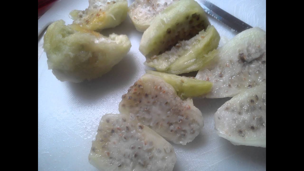 Licuado de tuna con miel (excelente para bajar de peso) YouTube