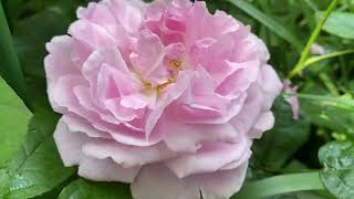 Мэри Роз и Винчестер Кафедрал, розы остинки показали цветочки.