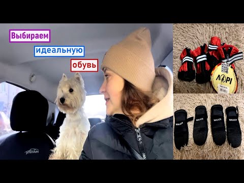 Вест Хайленд Уайт Терьер.  Обувь для мелких пород собак.  Обуваем Вестика.