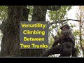 Versatility: Climbing Between Two Trunks