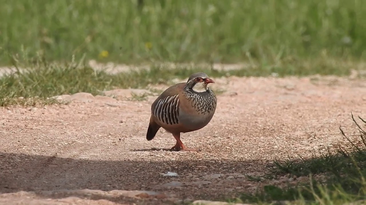 Pernice rossa (Alectoris rufa) Red-legged partridge 2 