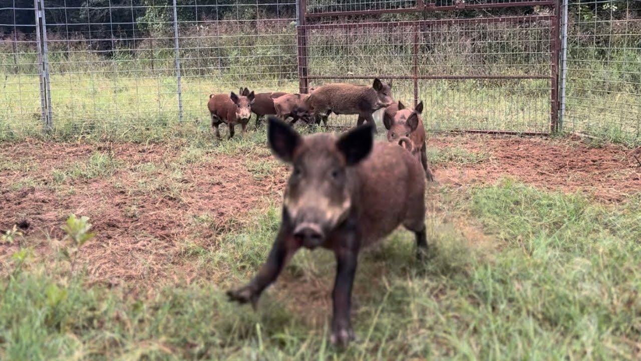 Relocating 7 Wild Hog and Much Needed Maintenance with Muddyfeet - YouTube