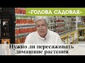 Голова садовая - Нужно ли пересаживать домашние растения