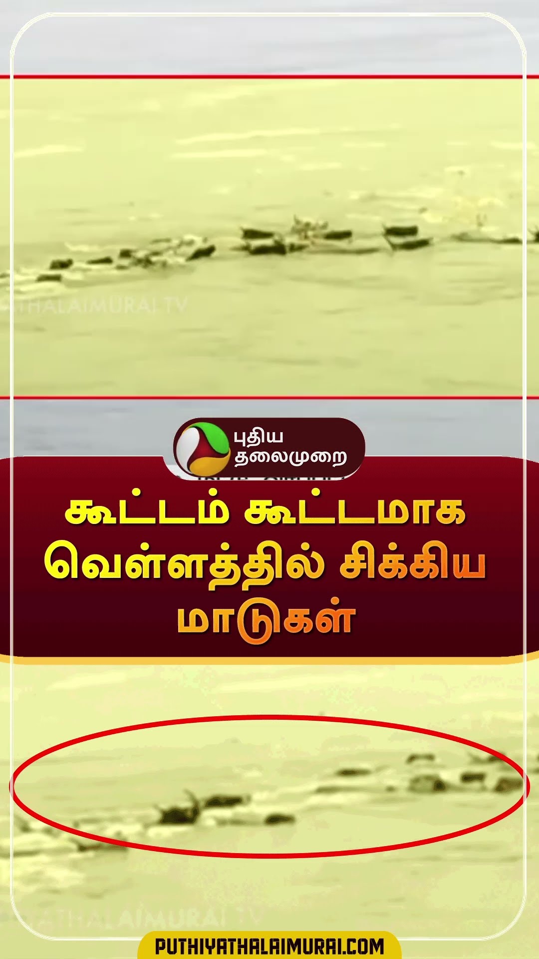 கூட்டம் கூட்டமாக வெள்ளத்தில் சிக்கிய மாடுகள் | #shorts | #cows | #thiruvaiyaru