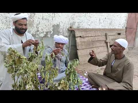 الحج الضوى بيضحك على عبد الناصر وهو بياكل البيض ضحك السينين كواليس ناااااااار