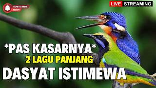 LIVE MASTERAN MATERI MEWAH  - TEMBAKAN SEJALUR !! KASARAN & JERITAN - CUNGKOK GACOR SAMPIT JENGGOT