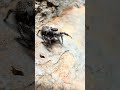 ハエトリグモを舐めてはいけない #shorts