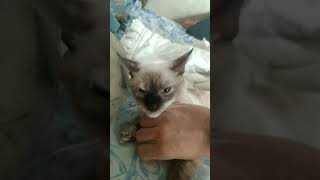 #cat #peach #cats #gatos #funnycatpeach #catlover Peachy