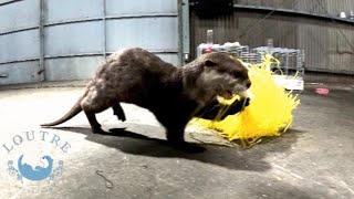 Sports Day for Four Otters!