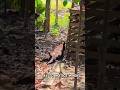 Kasihan anjingnya, Sampai ngesot gitu Jalanya #shorts #shortsfeed #animals #viralvideo #dog