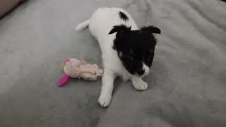 Смешная чишка-малышка😅😁🥰 Funny chihuahua puppy