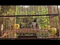 Luyện Giọng Chào Mào Mồi | chào mào mồi gọi bổi / Bridr 0034
