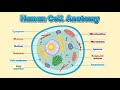 Cell and it's Organelles