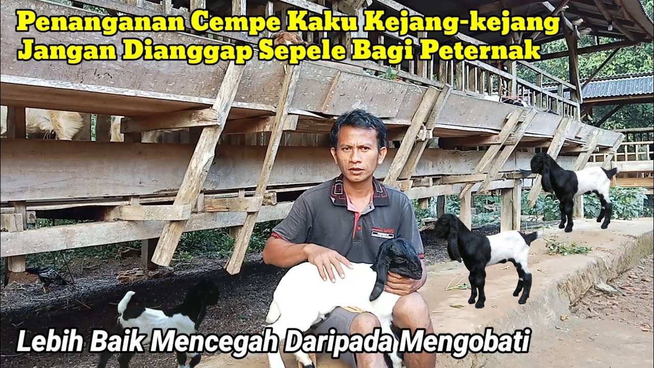 Penyebab Anak Kambing Kejang Kejang atau Kaku Sampai Bisa Mati 
