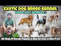 Exotic breeds puppies  stud  bully rottweiler chow chow husky   sanchupets  vlog