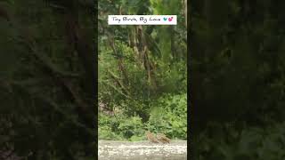 🥹 Birds Feeding Each Other – Pure Love in Nature ❤️ #birds