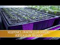 Vegeponics, un Modelo de Granjas Verticales en Singapur- TvAgro por Juan Gonzalo Angel Restrepo