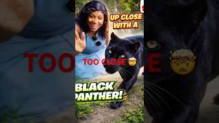 I Got THIS Close to a Black Panther 😳🐆 #shorts #blackpanther #wildlife #zoo  #viralshorts #nature