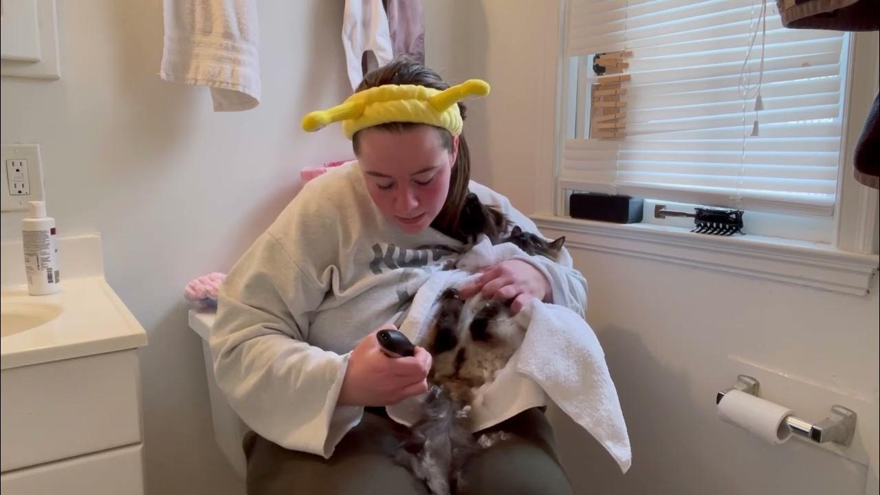 Realistic sanitary shave for longhaired cats potroastsmom YouTube