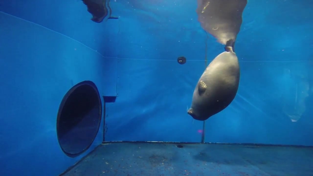 Baikal seal in Listvyanka