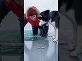 .ICE RIVER RESCUE ❄️🐺 | 60 Seconds From Freezing to Death in Alaska #IceRiverRescue #FrozenRiver #