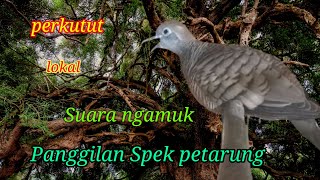 🔴Membuat perkutut bikin pecah 100% #perkututgacor