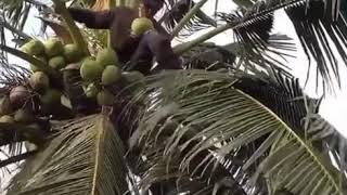 Vidio lucu Tik Tok Pemanjat kelapa