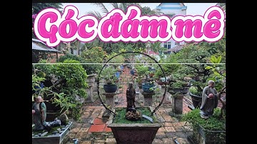 Quay lại vườn bonsai 1 của châu ngọc vlog & bonsai gởi đến cả nhà mình xem cho vui