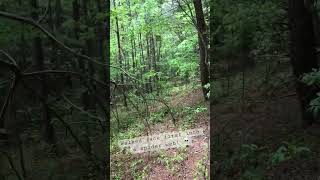 Wandering my woods. Spiders give me the willys! #forestambience #offgridliving #fieldrecordings