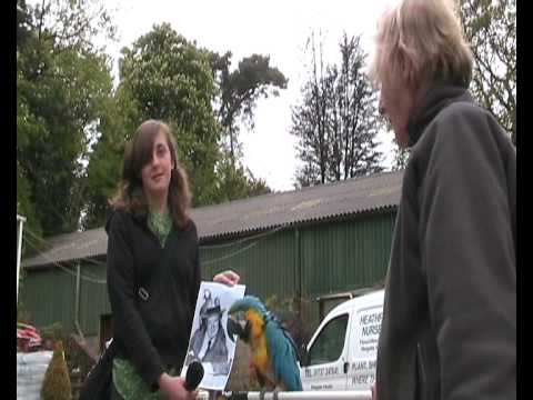 Thumb of Charlie the Blue-and-Yellow Macaw video