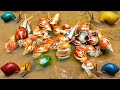 Hunting snail, catching snail, menemukan siput, bekicot, keong, kaki seribu, cacing, keong mas