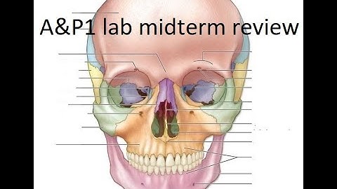 A&P1 Bio 201 lab midterm review