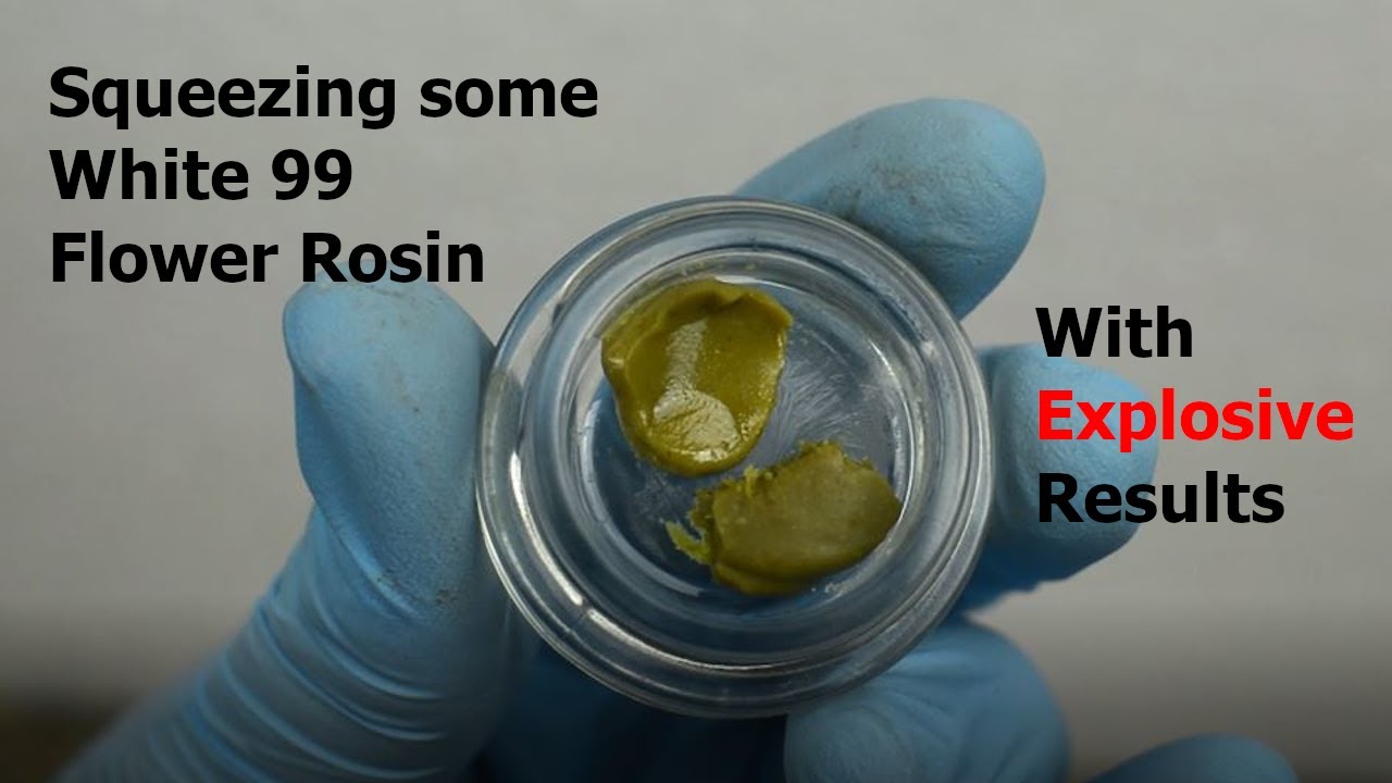 How to squeeze rosin from White 99 flower with some EXPLOSIVE RESULTS