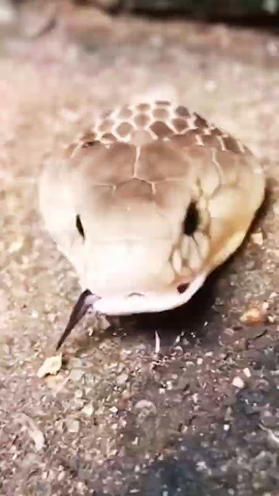 Snake That Bites After Death (Indian Cobra)