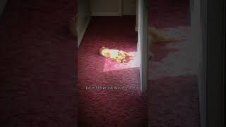 Vanny Voo #dogshorts #cutedogs #shorts #tiktok #fypシ