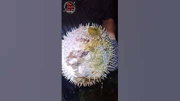 #Shorts Cá Nóc Nhím l Porcupine Puffer Fish
