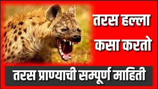 तरस प्राणी |Hyena Documentary | तरस प्राण्याविषयी संपूर्ण  माहिती