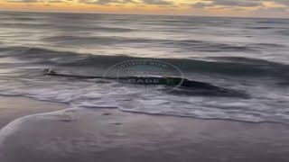Young sperm whale stranded on Miami beach; video shows final moments (Courtesy: Only in Dade)