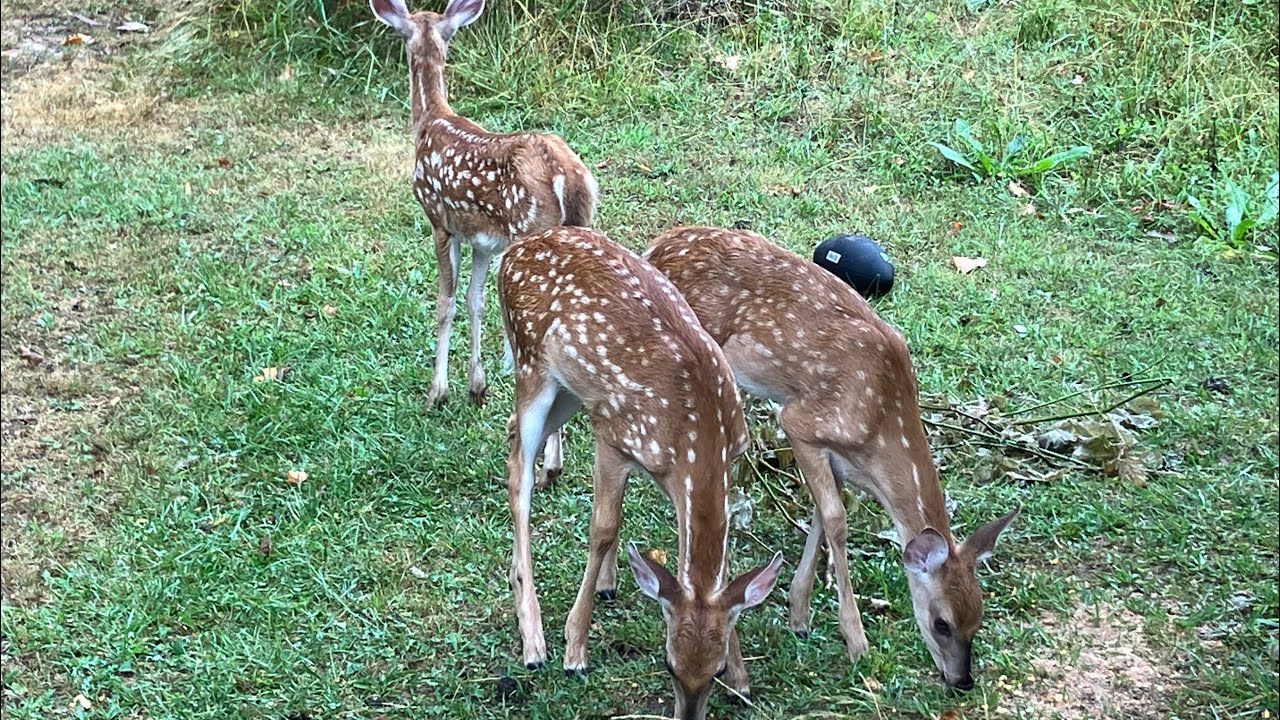 Whitetail Deer Family with Rare Triplets @ The Hillbilly ￼Hoarder