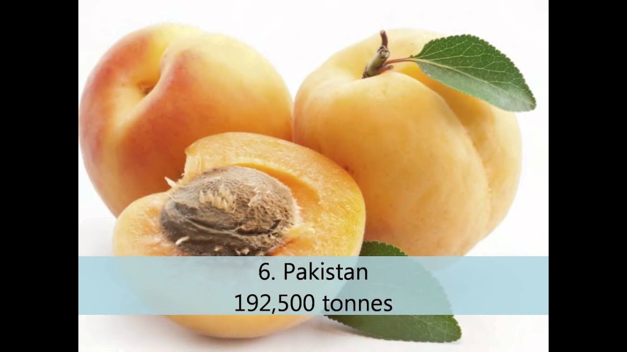 Top 10 apricot producing countries YouTube