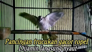 Apapun BURUNG trucuknya dijamin Nyaut Gacor ikutan ropel Dengan pancingan Trucukan ini