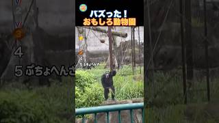 まるで人間!?面白すぎる動物達!