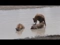 Spotted hyena courtship behaviour male shadows female