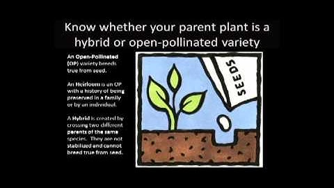 Webinar: Planning Your Garden for Seed Saving (1 of 3)