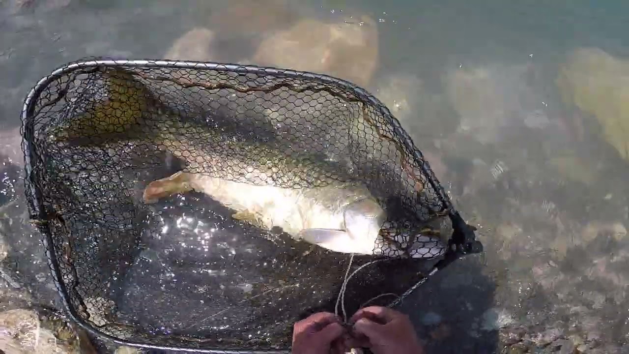 Christopher Oldmeadow: Releasing a 29lb Golden Mahseer!