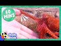 60 minutes of animals splishing and splashing  dodo kids  1 hour of animals